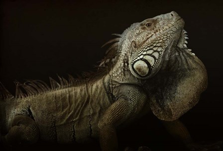 Iguana Profile by Aleksandar Milosavljevic art print
