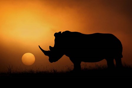 Rhino Sunrise by Mario Moreno art print