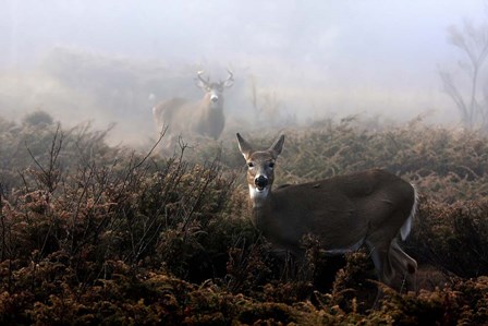 White-Tailed Deer by Jim Cumming art print