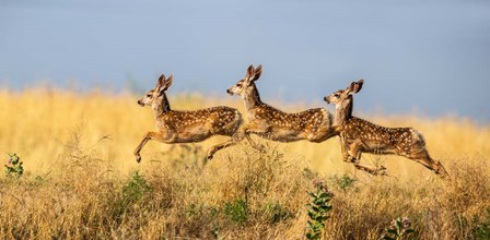 Tripple Jump by Verdon art print