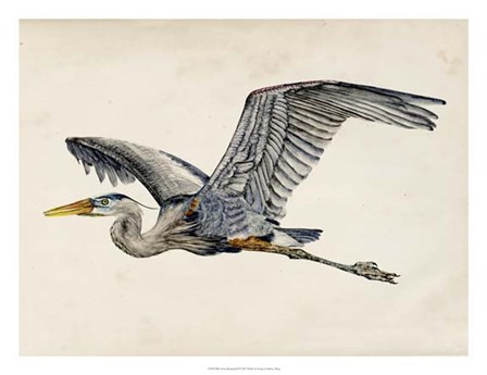 Blue Heron Rendering III by Melissa Wang art print