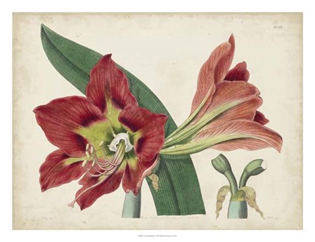 Amaryllis Splendor I by Edward S. Curtis art print