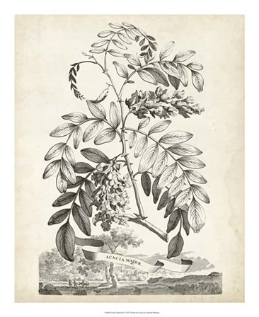 Scenic Botanical I by Abraham Munting art print