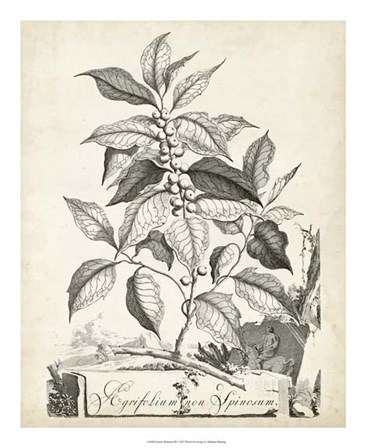 Scenic Botanical III by Abraham Munting art print