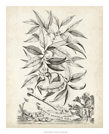 Scenic Botanical IV by Abraham Munting art print