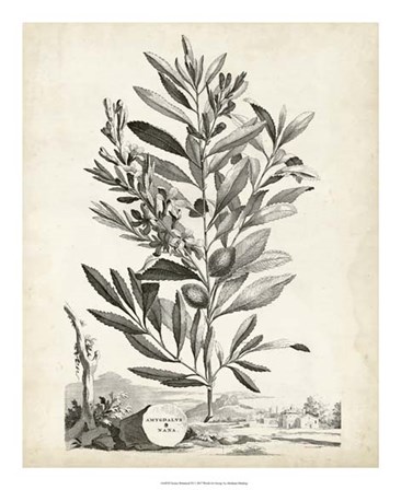 Scenic Botanical VI by Abraham Munting art print