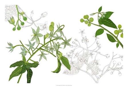 Solanum II by Melissa Wang art print