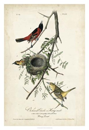 Orchard Orioles by John James Audubon art print