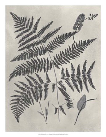 Vintage Fern Study IV by Vision Studio art print