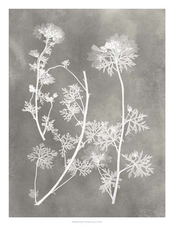 Herbarium Study IV by Vision Studio art print
