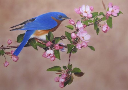Bluebird by Clarence Stewart art print