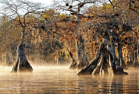 Cypress Creek I by Bruce Nawrocke art print