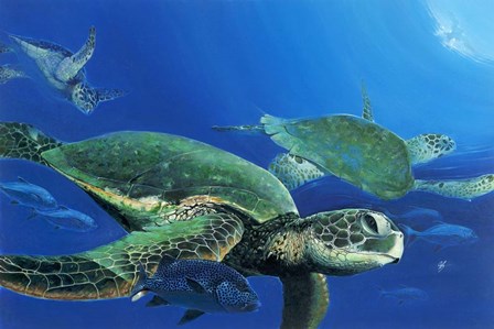 Green Sea Turtles by Durwood Coffey art print