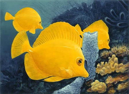 Yellow Tangs by Durwood Coffey art print