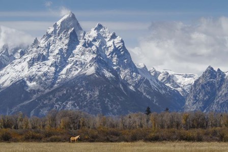 A Horse In Front Of The Grand Teton by Galloimages Online art print
