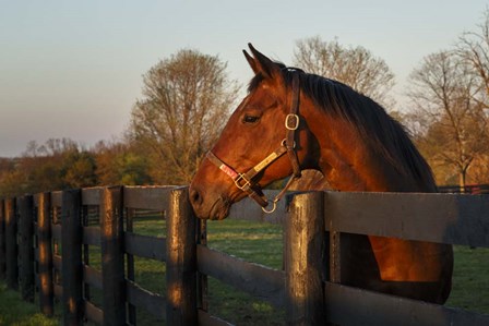 Horse At Sunset by Galloimages Online art print