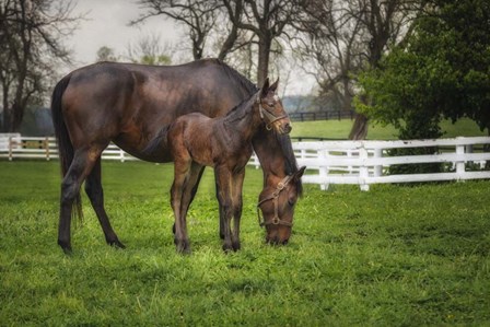 Mare And Foal Together by Galloimages Online art print