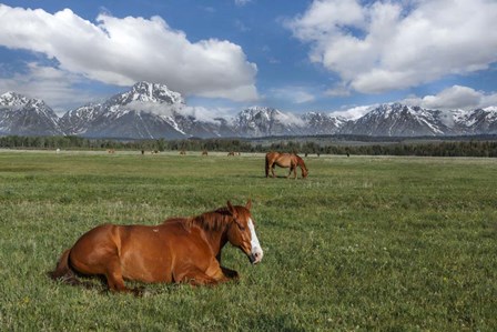 Teton Horses by Galloimages Online art print