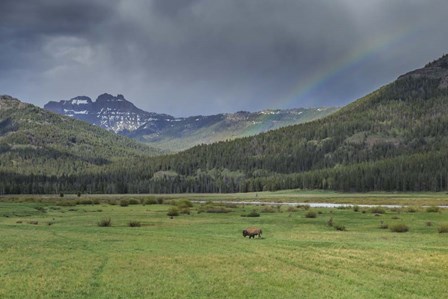 Yellowstone Bison With Rainbow by Galloimages Online art print