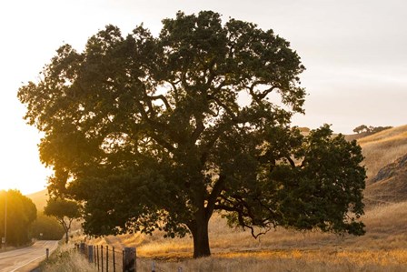 Roadside Oak by Lance Kuehne art print