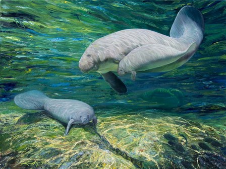Crystal River Manatee by Lucy P. McTier art print