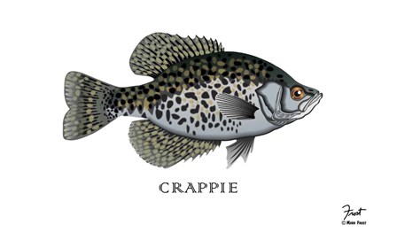 Crappie Fish by Mark Frost art print