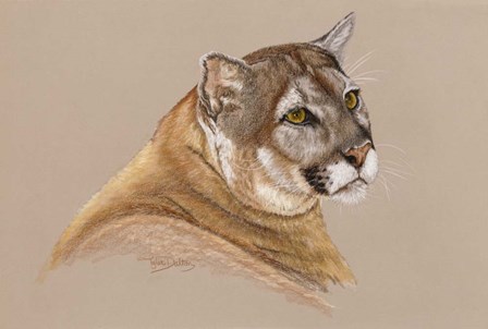 Cougar by Barbara Keith art print