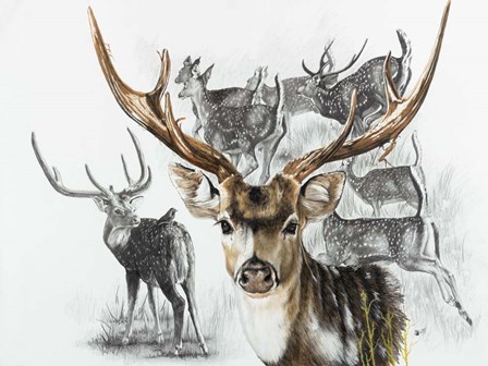Axis Deer by Barbara Keith art print