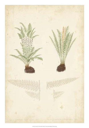 Fern Study III by Vision Studio art print