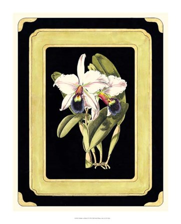 Orchids on Black I by J.N. Fitch art print