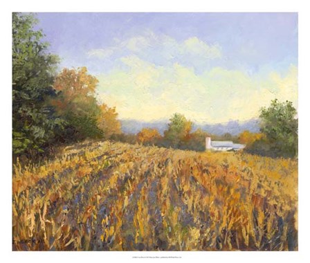 Corn Rows by Mary Jean Weber art print