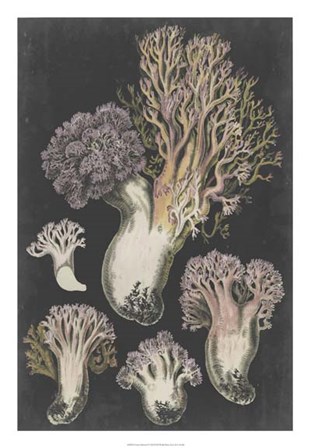 Genus Clavaria I by F. Leuba art print