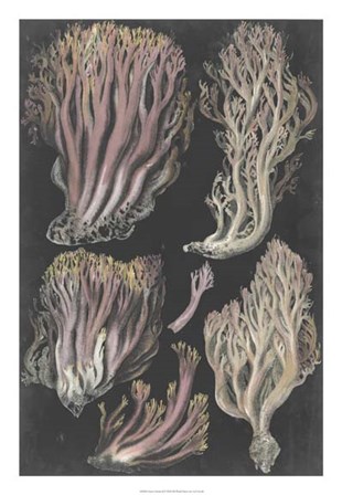 Genus Clavaria II by F. Leuba art print