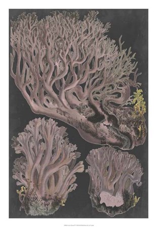 Genus Clavaria IV by F. Leuba art print