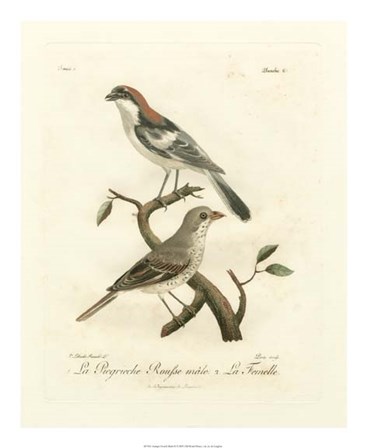 Antique French Birds II by de Langlois art print