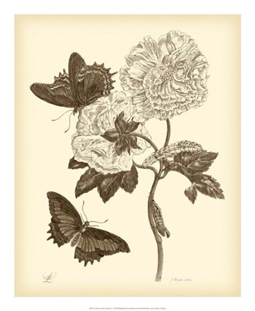 Nature Study in Sepia IV by Maria Sibylla Merian art print