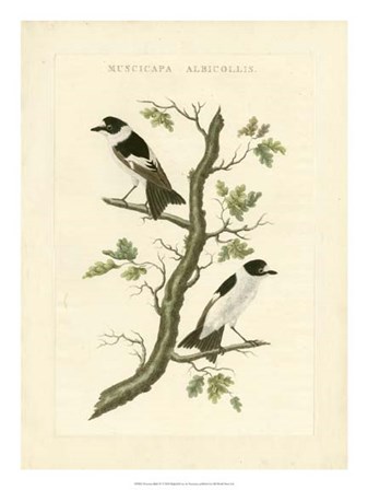 Nozeman Birds IV by Nozeman art print