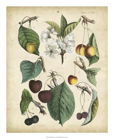 Calwer Wild Cherry by Calwer art print