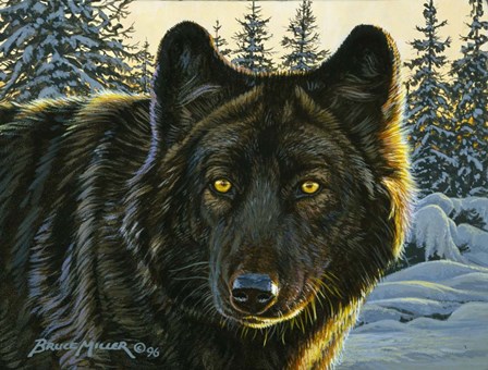 Black Wolf by Bruce Miller art print