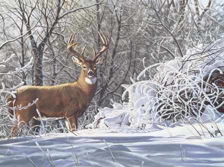 Winter Whitetail by Bruce Miller art print