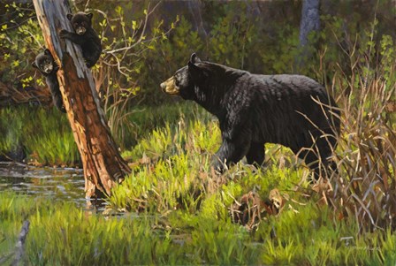 Black Bear by Bruce Miller art print