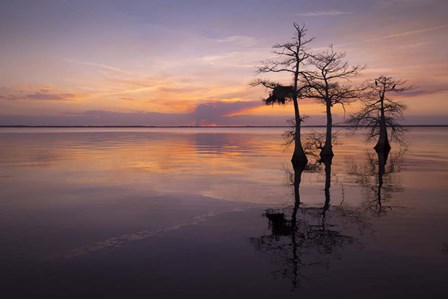 Three Trees on Sunset by Moises Levy art print