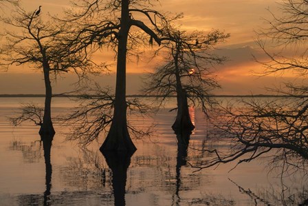Three Trees on Water by Moises Levy art print