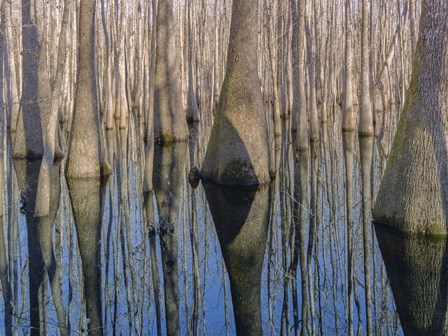 Cypress Reflection by Moises Levy art print