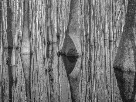 Cypress Reflection Black and White by Moises Levy art print
