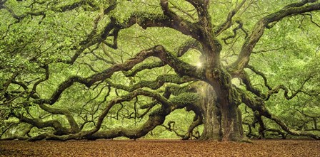 Tree Of Light Color FL by Moises Levy art print