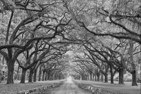 Oaks Avenue 1 BW by Moises Levy art print