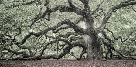 Tree Of Light Color Fl 2 by Moises Levy art print