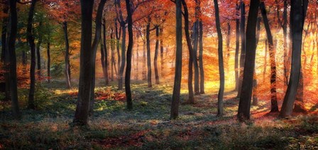 Autumn Woodland Sunrise by Photokes art print