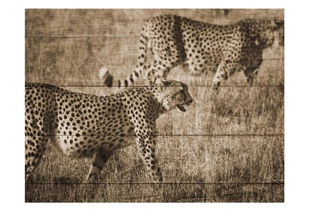 Safari Team by Sheldon Lewis art print